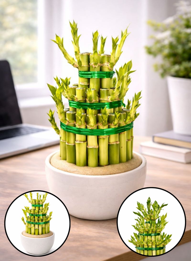 نبات الخيزران المحظوظ الطازج للاستخدام الداخلي (ارتفاع 12-20 سم) | تنسيق نبات الخيزران الحي | خيزران فنغ شوي | نبات ديكور منزلي ومكتبي سهل العناية - Image 1